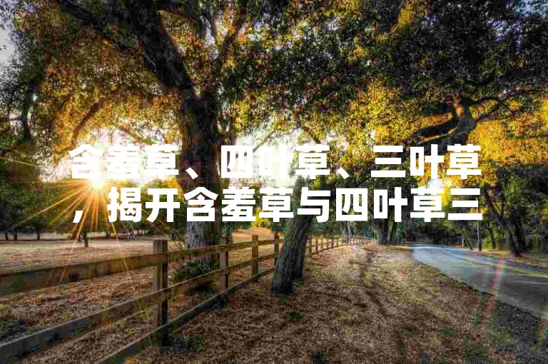 含羞草、四叶草、三叶草，揭开含羞草与四叶草三叶草的神秘面纱。